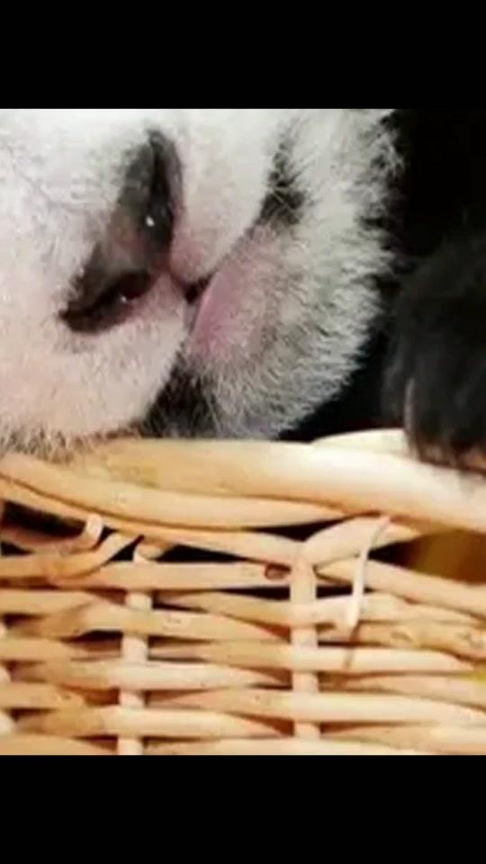 大熊猫 Iucn易危物种 头条百科