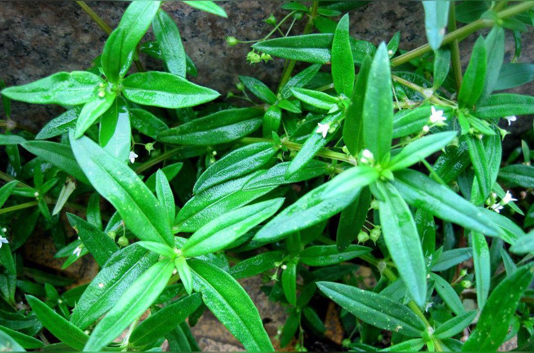 白花蛇舌草 茜草科耳草属植物 头条百科