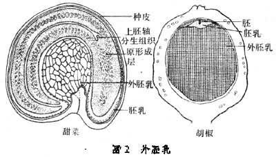 胚乳 快懂百科