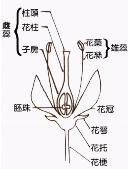 柱头 快懂百科