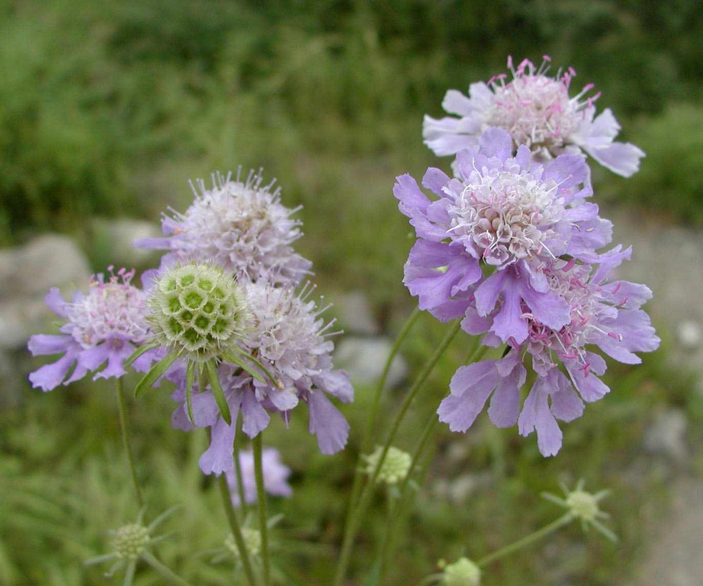 西洋山萝卜 快懂百科