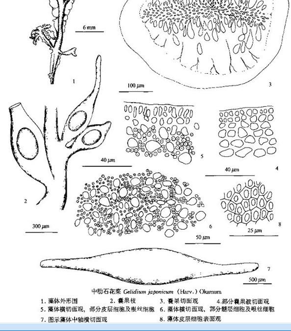 中肋石花菜 快懂百科