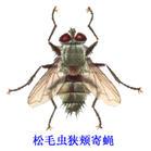 家蝇总科 - 快懂百科