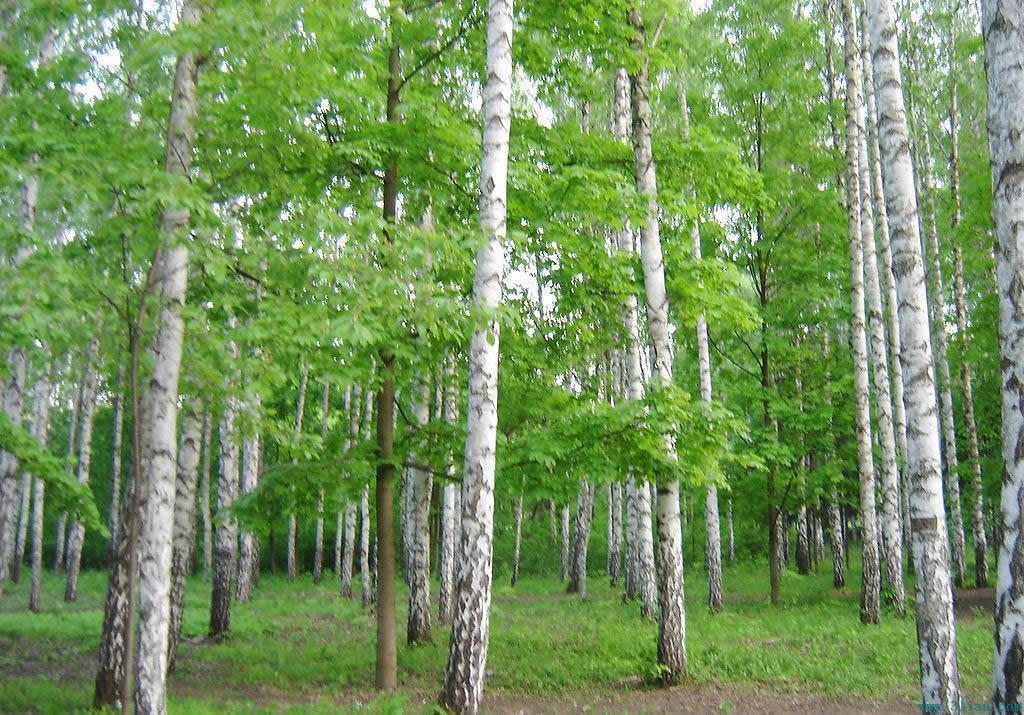 白桦林 树木名称 形态特征 生长环境 分布范围 头条百科
