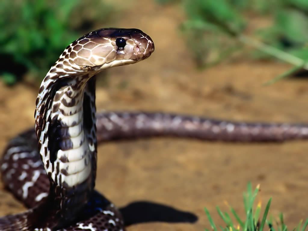 十五种蛇系列之8种赤练蛇、血蟒、白唇蟒、球蟒乌梢蛇眼镜蛇等