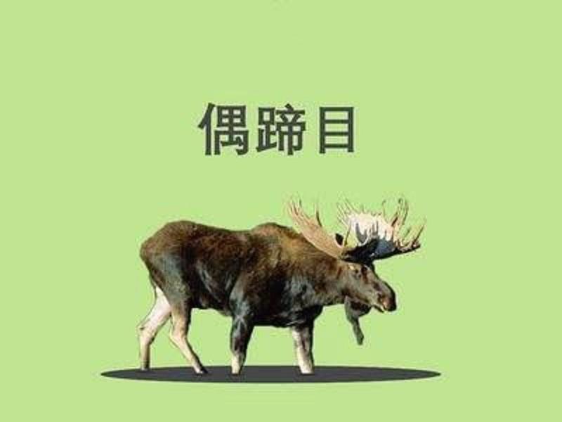 偶蹄目 快懂百科