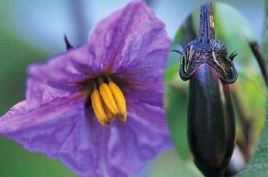 茄子花 快懂百科