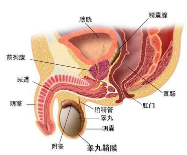 睾丸坠胀 男性生殖腺的坠胀感 头条百科