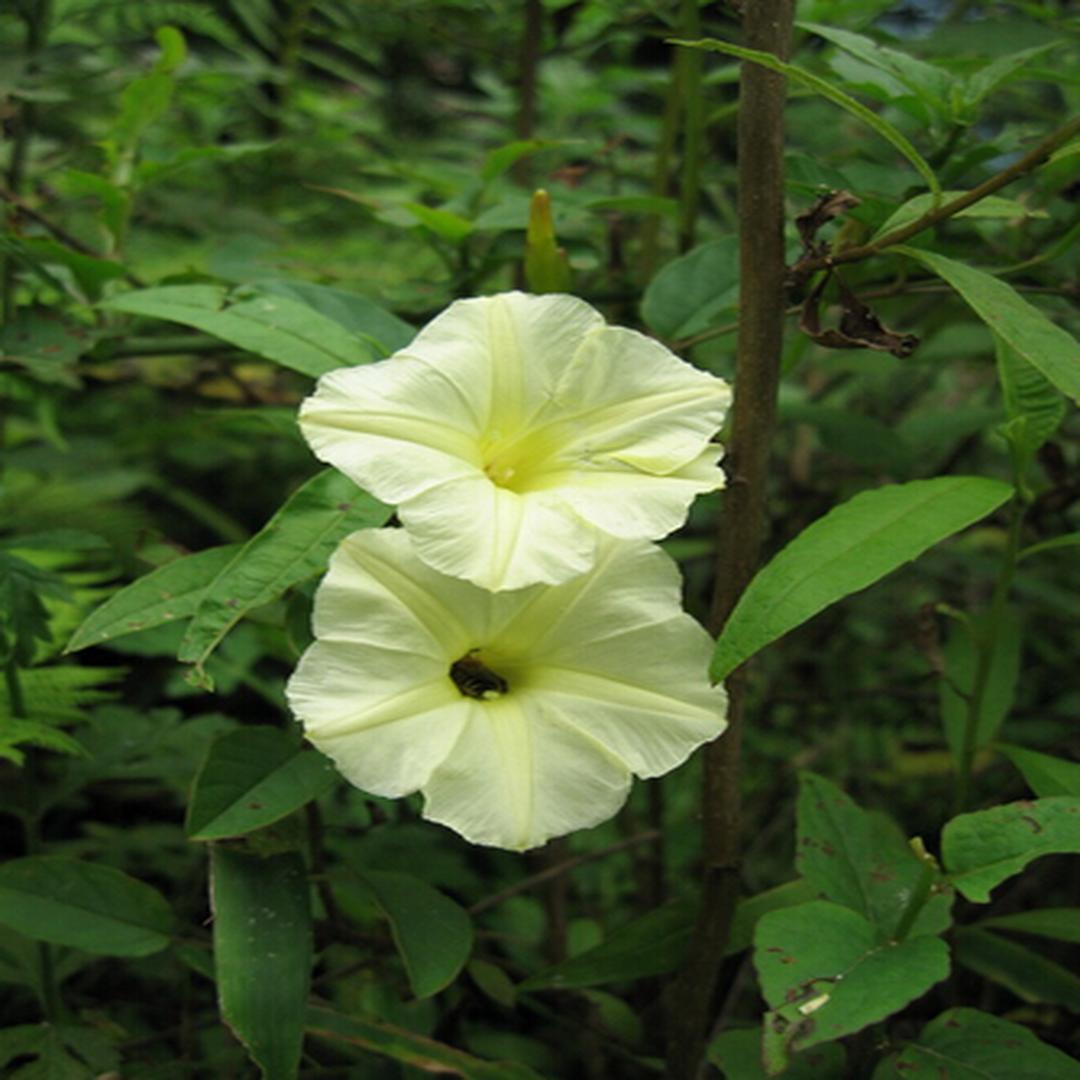 大萼山土瓜 头条百科