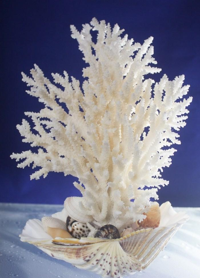 白珊瑚 - その他