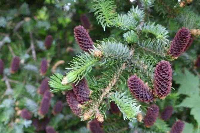 种子植物 快懂百科