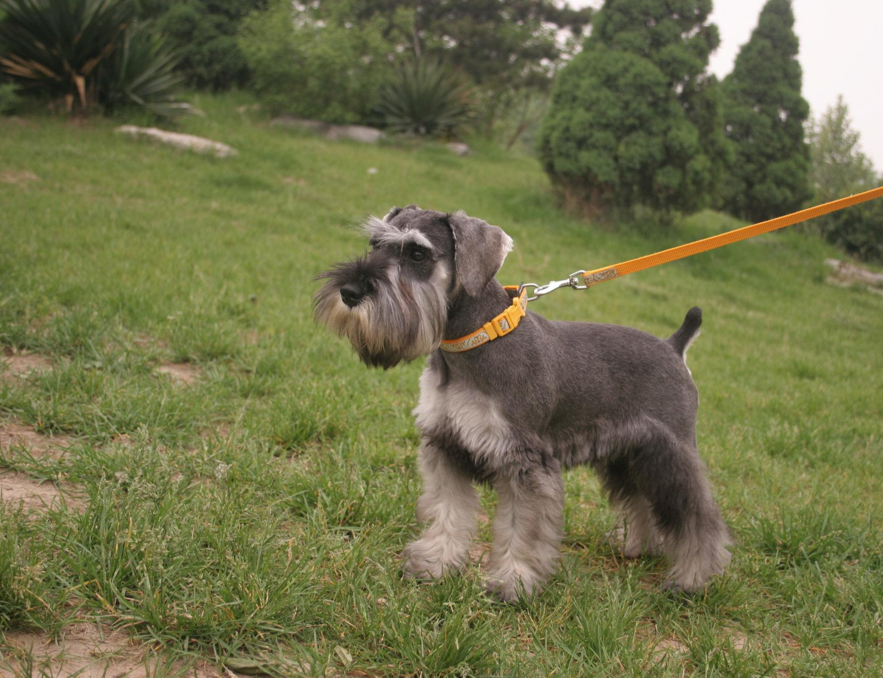 小型雪纳瑞犬 快懂百科