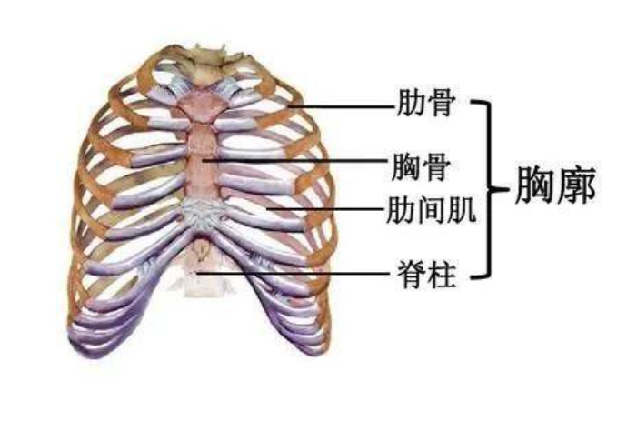 胸廓 - 快懂百科