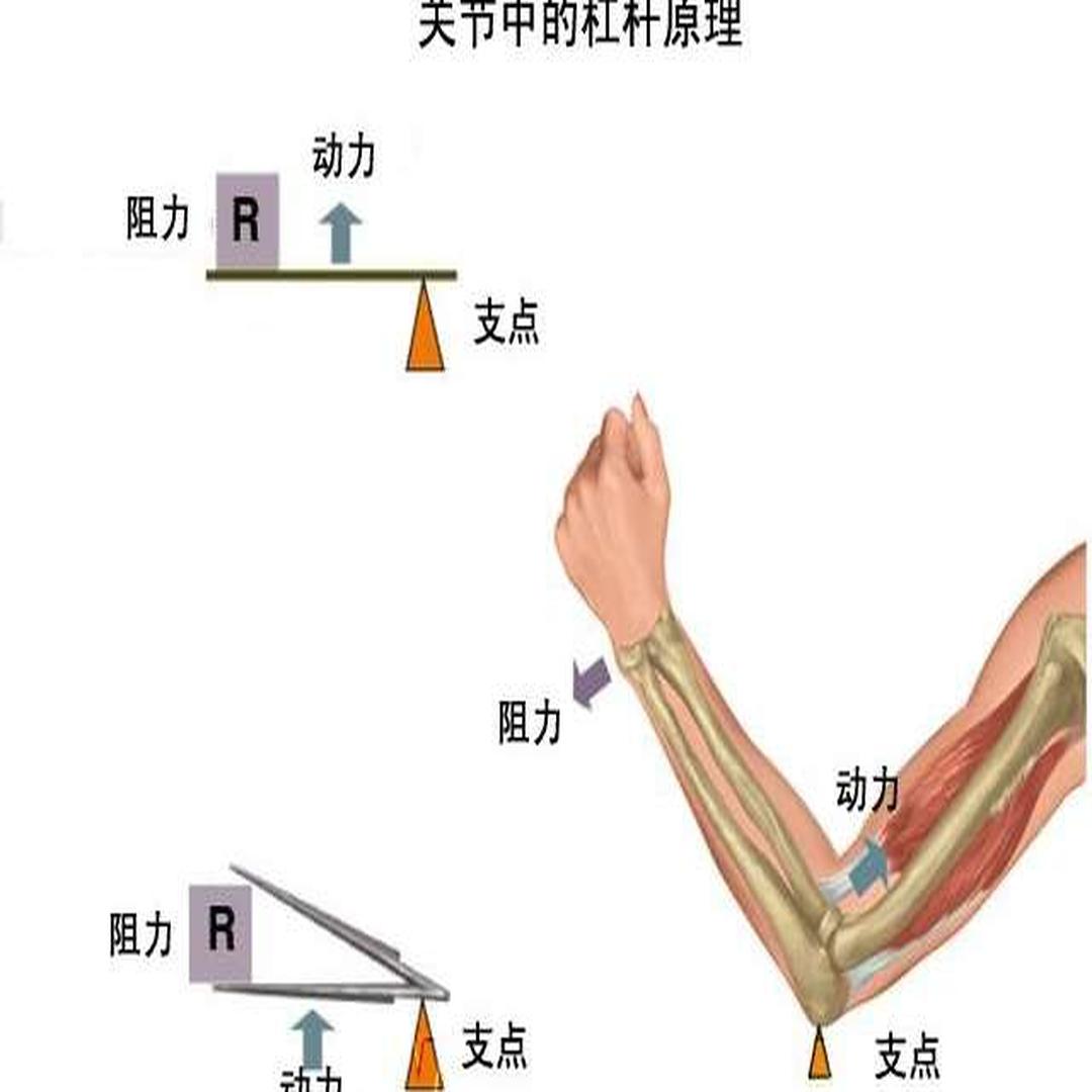 杠杆原理 物理学力学定理 头条百科