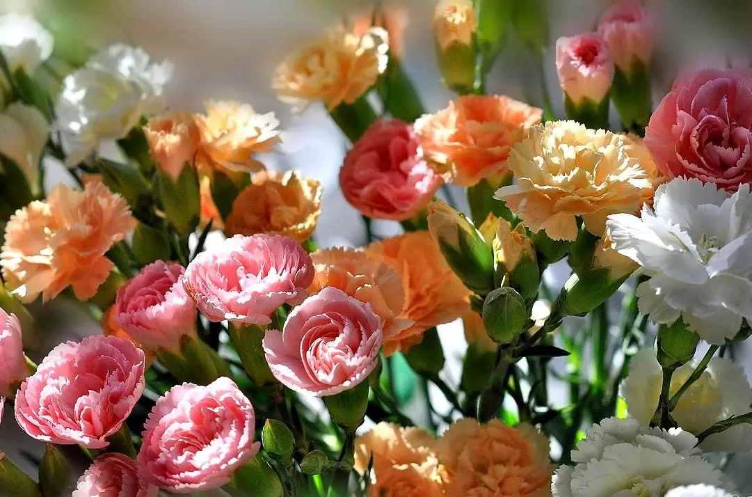 四大切花 主要种类 月季 菊花 头条百科