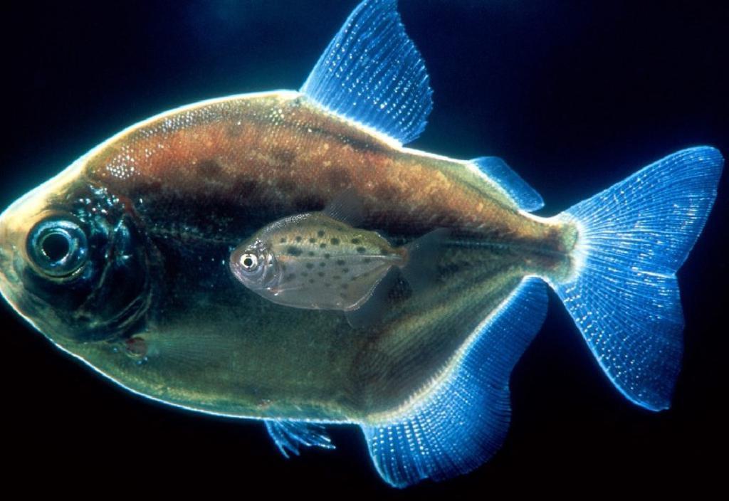 海水观赏鱼 快懂百科