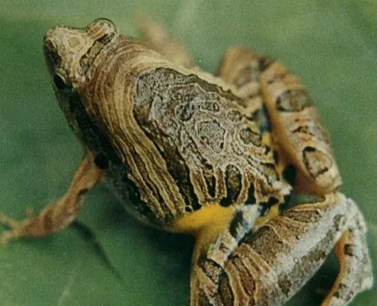 花姬蛙 快懂百科