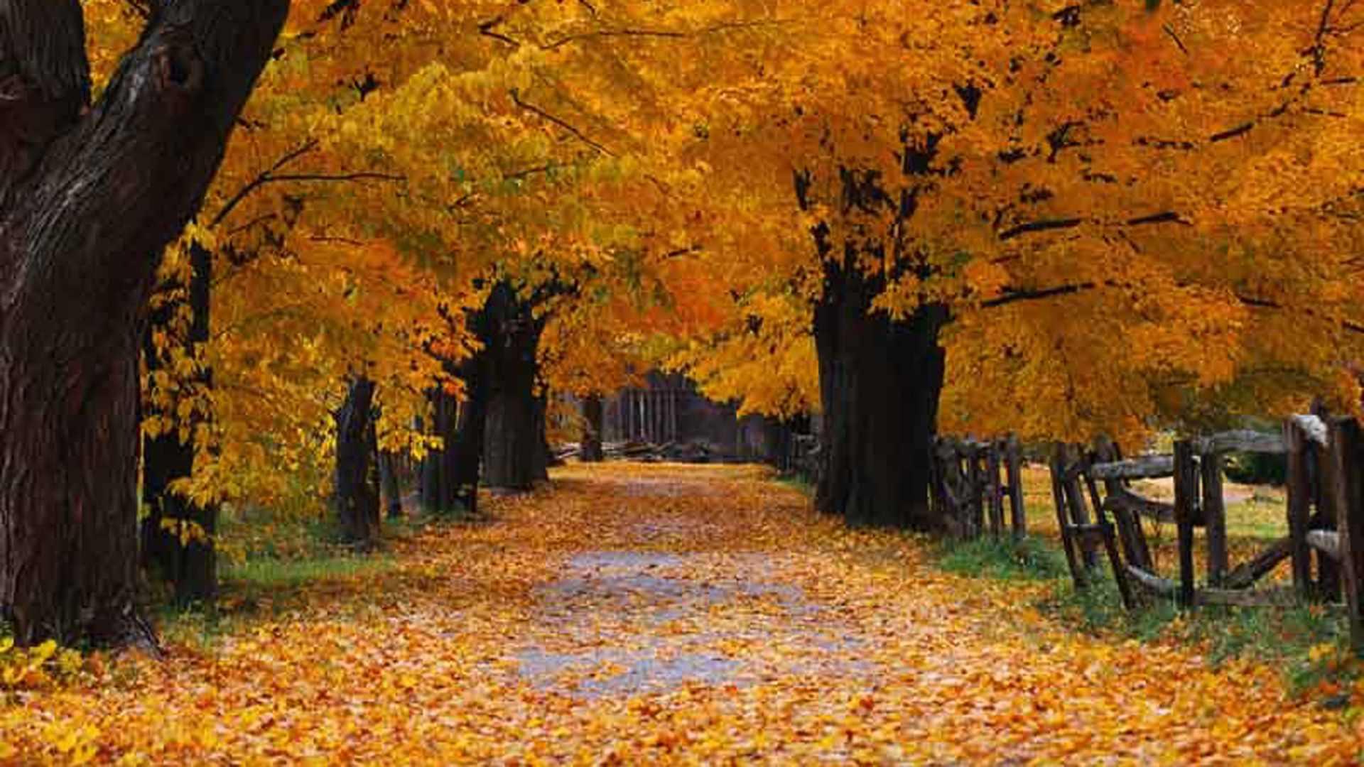 秋天时枫树的落叶的图片-