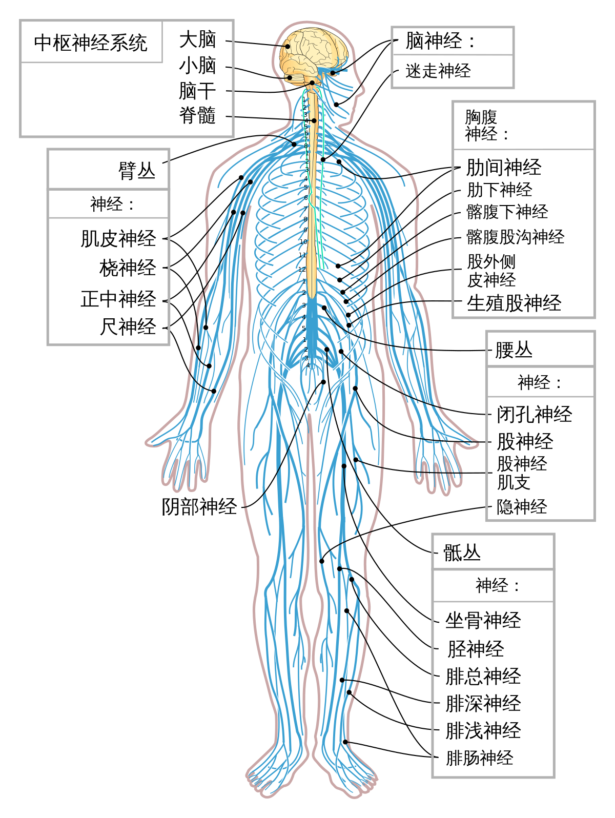 人体神经系统示意图-人体解剖图,_医学图库
