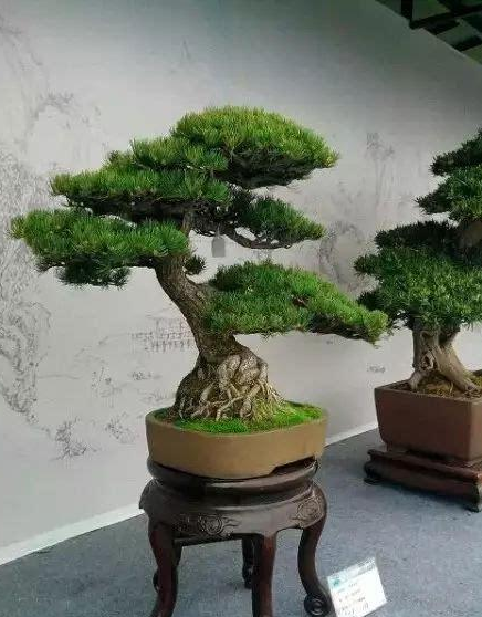 黑松盆景 快懂百科