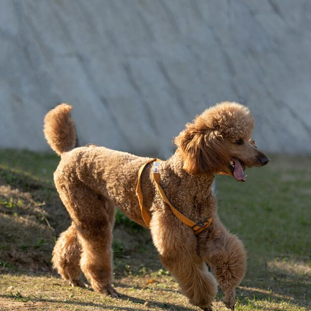 泰迪犬 快懂百科