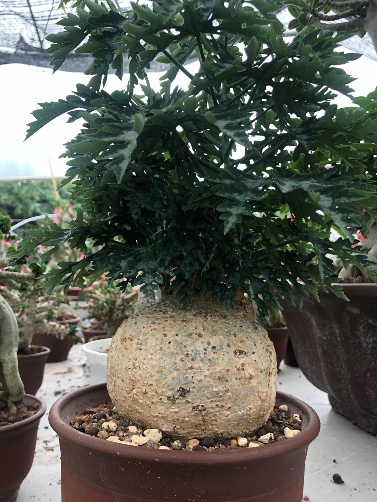 球根类植物 快懂百科