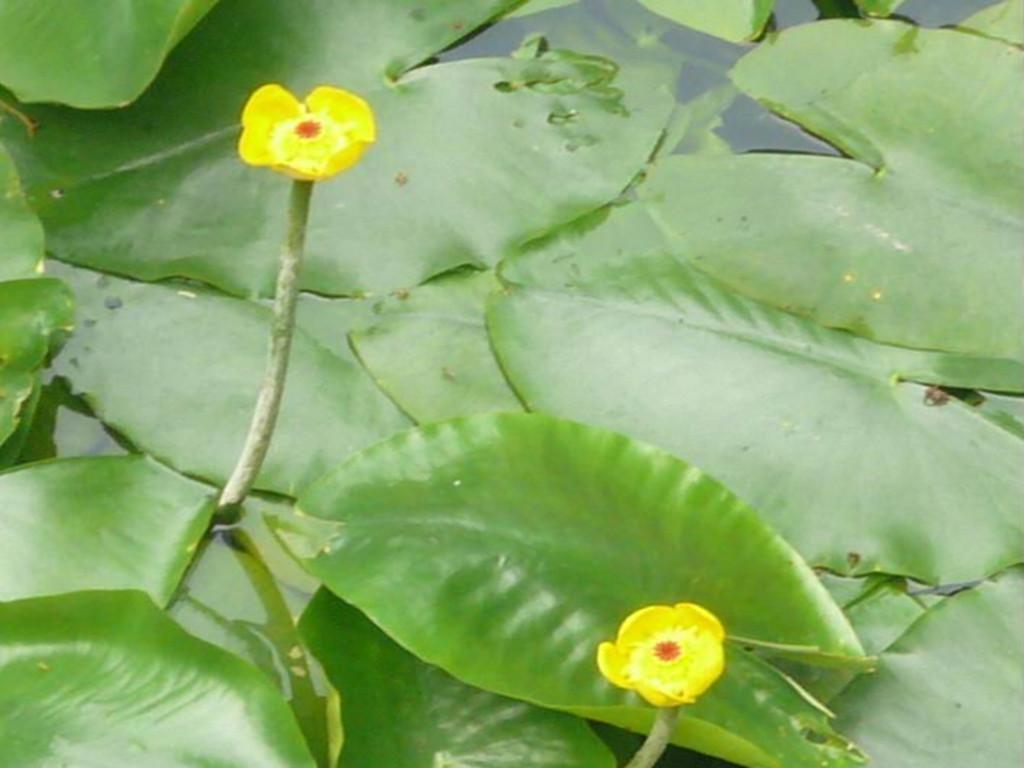 水生植物 水生植物 头条百科