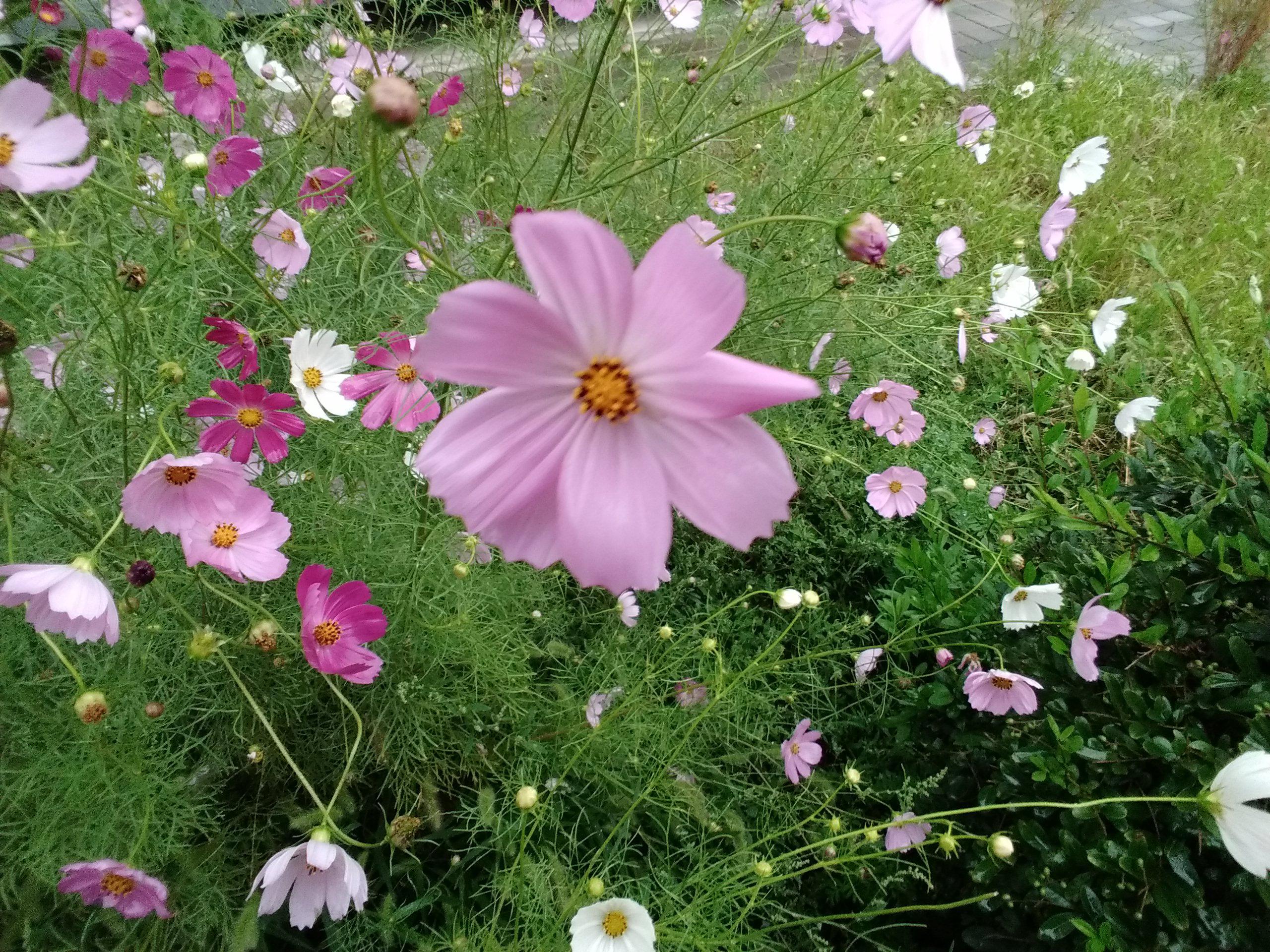 花朵 快懂百科