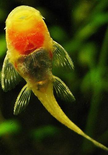 水草缸 快懂百科