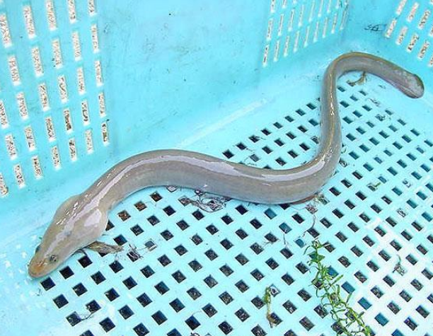 日本鳗 快懂百科