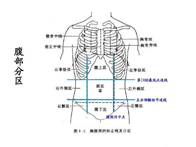 季肋部 快懂百科