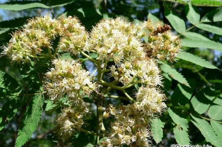 花楸树 蔷薇科花楸属植物 头条百科