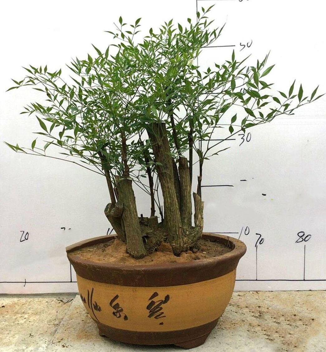 南天竹盆景 快懂百科