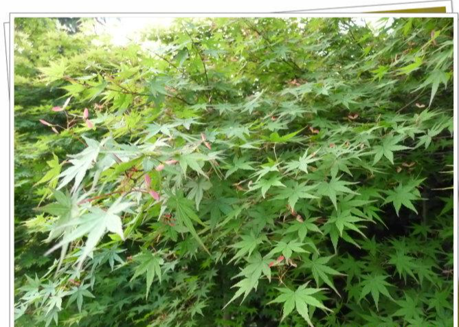 槭树 - 快懂百科