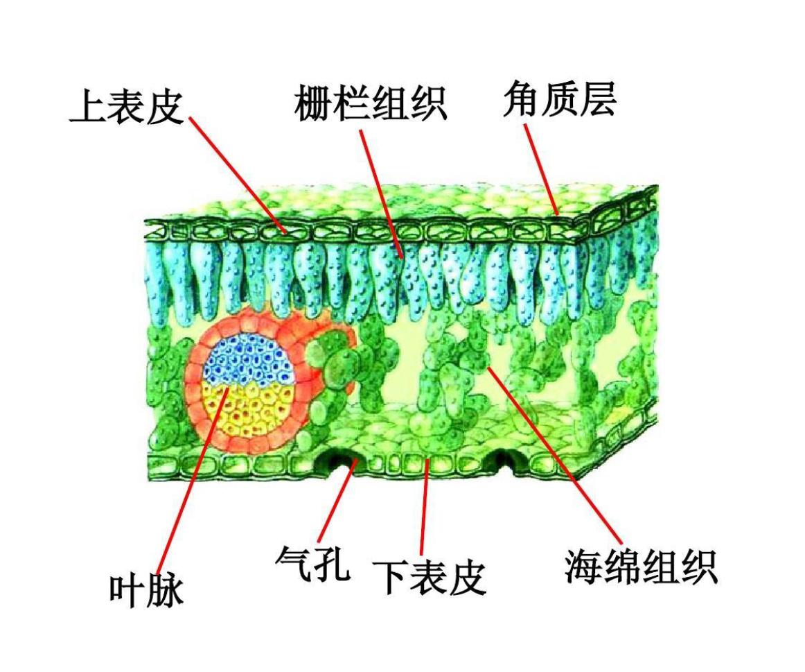 植物表皮 快懂百科