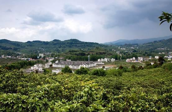 中国枇杷之乡2001年,云霄县被国家林业局评为"中国枇杷之乡".