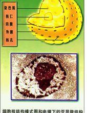 细胞核 - 快懂百科