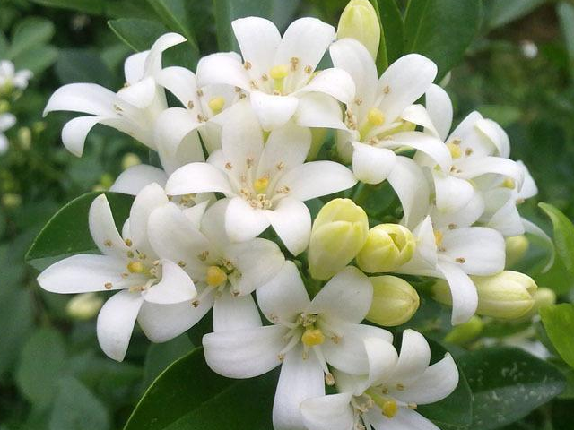 夜来香 头条百科