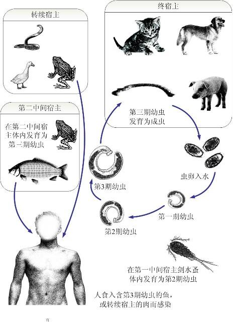 猪胃虫病 快懂百科