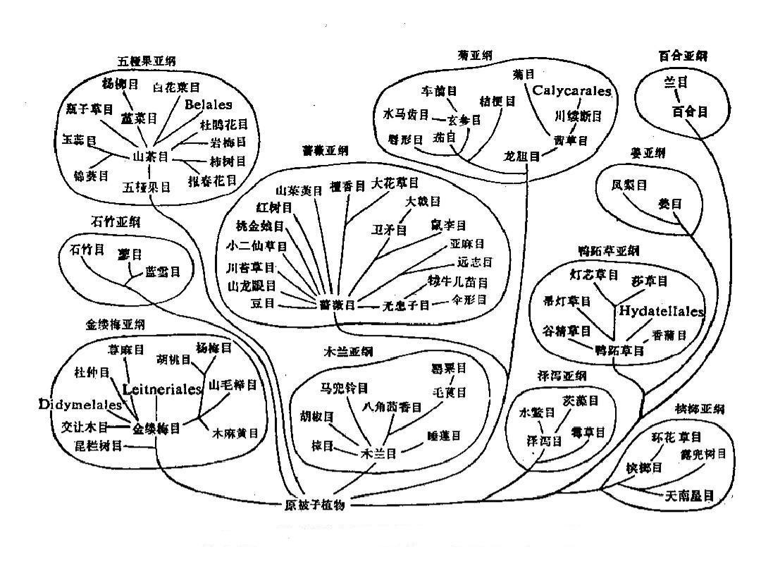 植物分类学 快懂百科