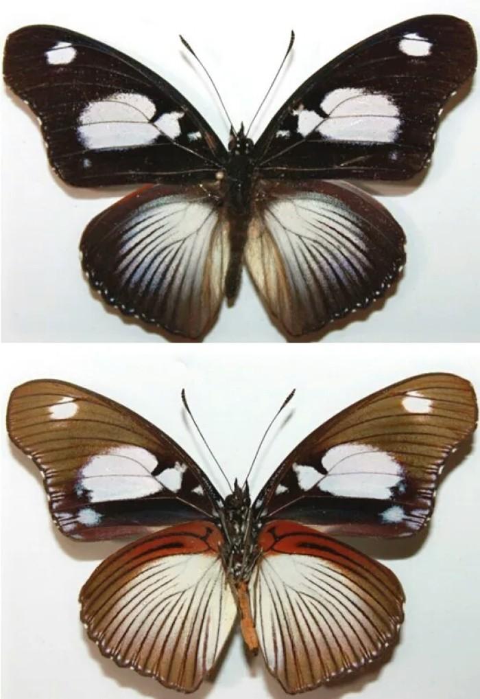 蝴蝶标本 快懂百科