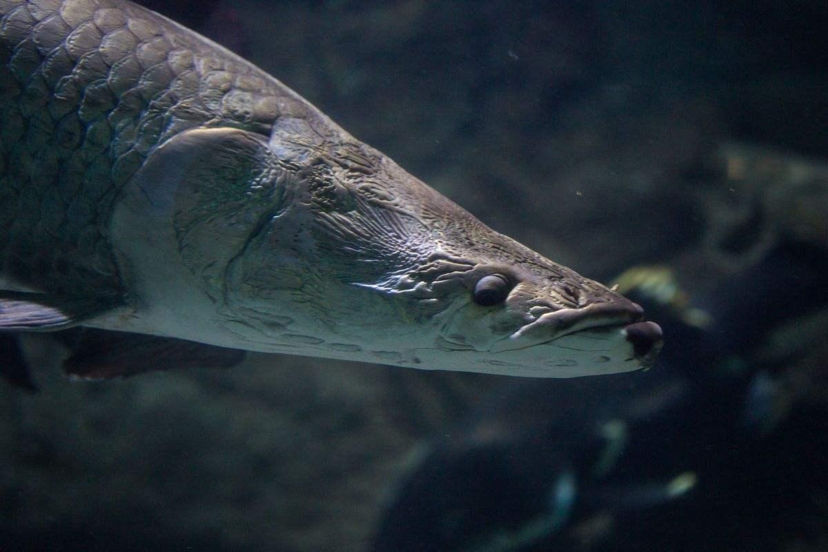 Chauliodus sloani Sloane's viperfish
