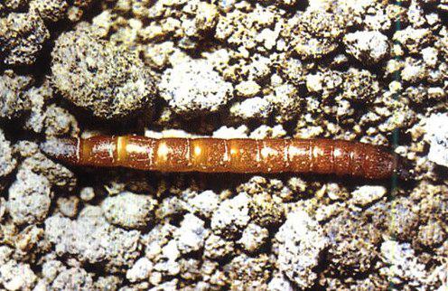 叩头虫[鞘翅目叩甲科动物]_外形特征_生活习性_危害情况 - 头条百科