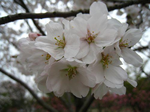 东京樱花 快懂百科