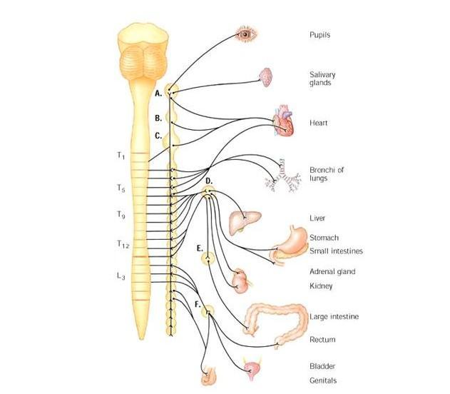 交感神经链解剖图图片