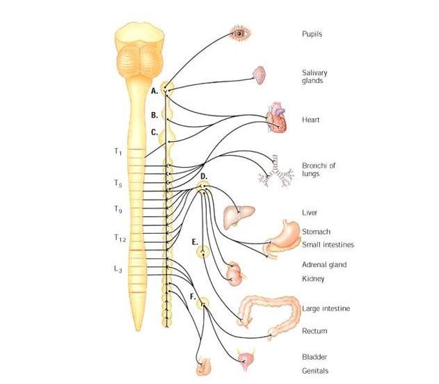 交感神经分布图图片