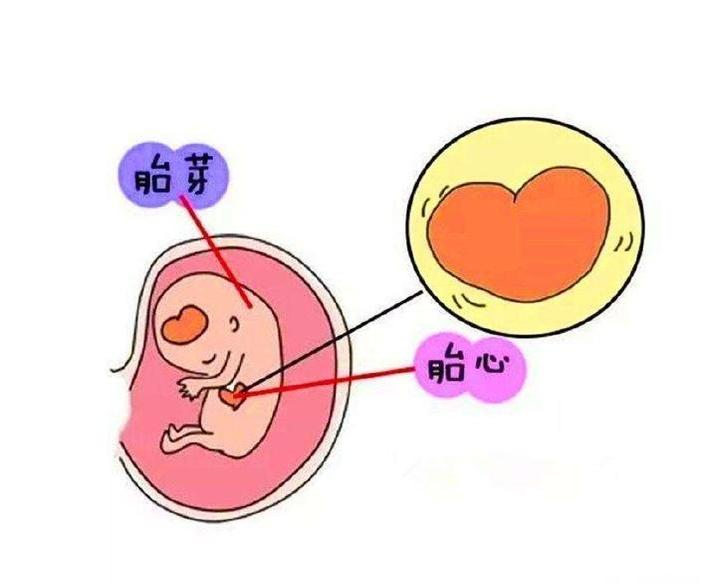 胎芽胎心 胎芽胎心 头条百科