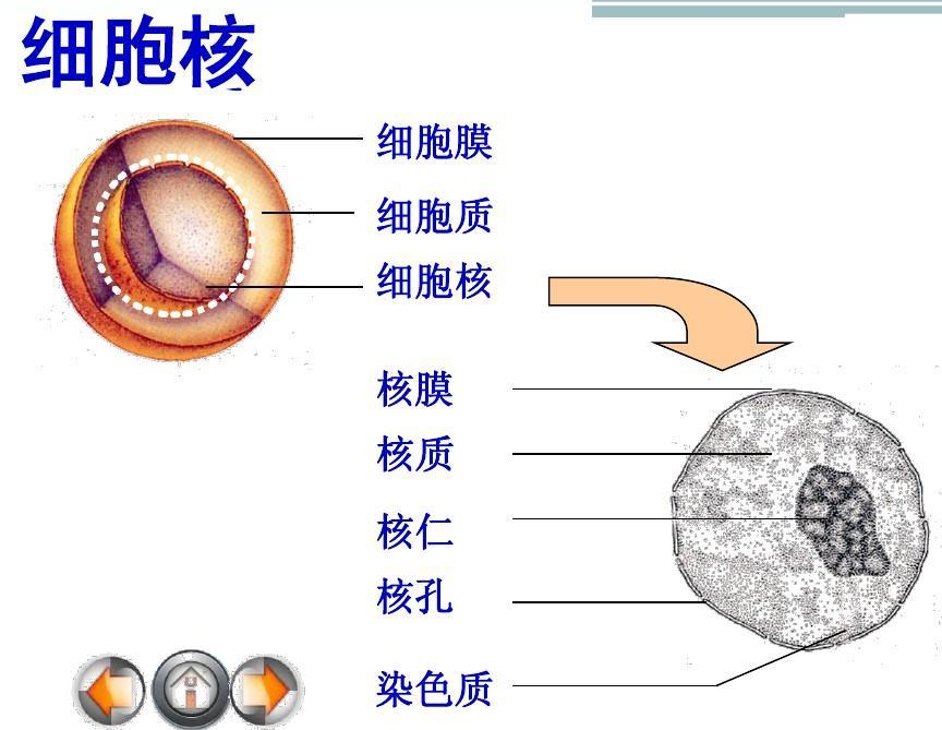 核仁 - 快懂百科