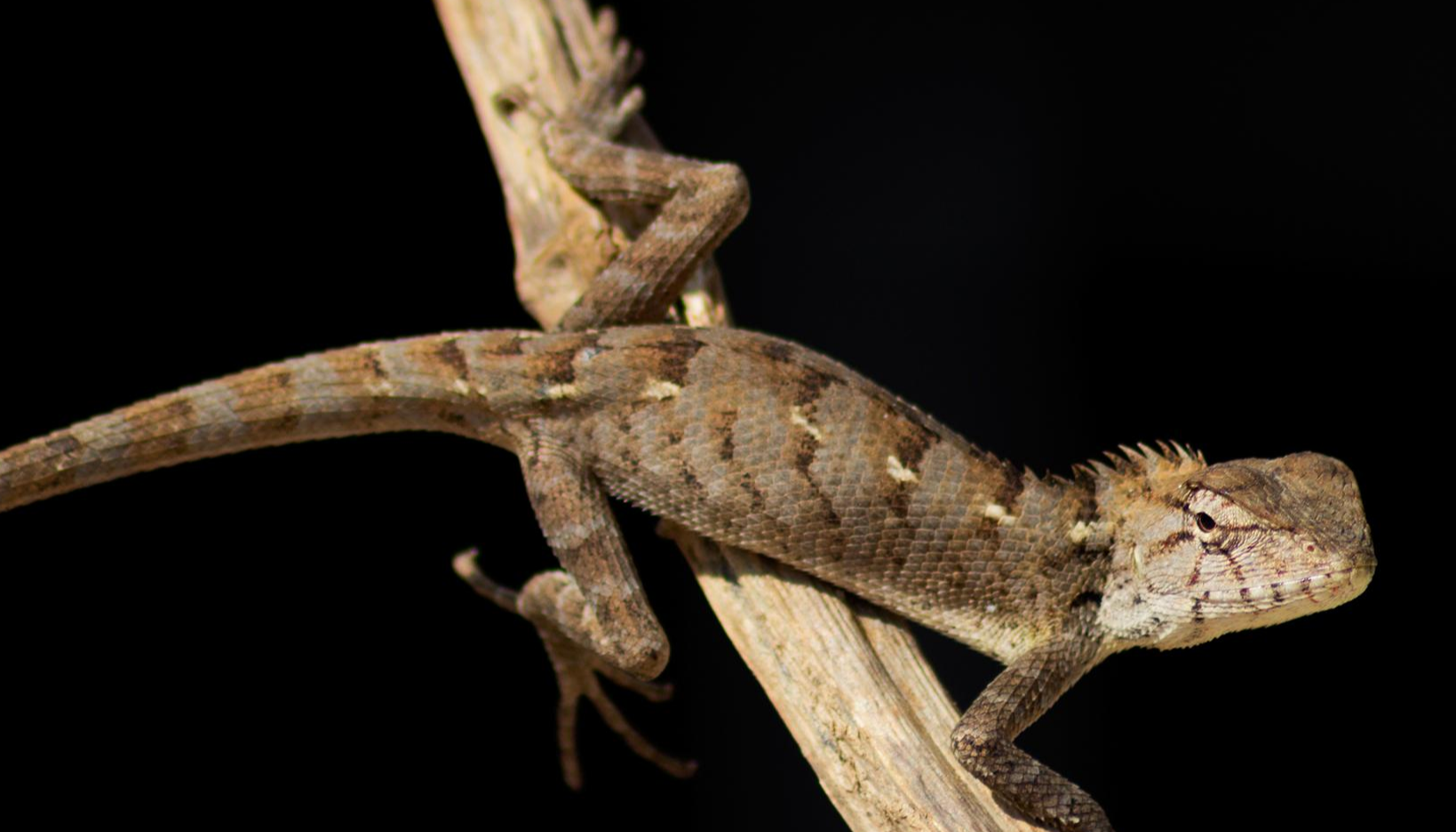 棕背树蜥 快懂百科