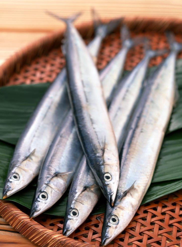 青背鱼 快懂百科